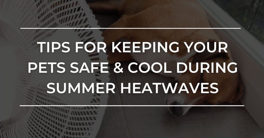 Tips for Keeping Your Pets Safe & Cool During Summer Heatwaves